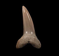 Aurora Isurus desori tooth | Buried Treasure Fossils 
