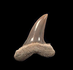 Isurus oxyrinchus - Shortfin Mako