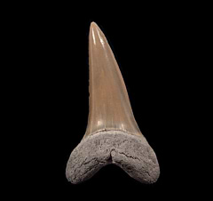 Lee Creek Isurus retroflexus tooth | Buried Treasure Fossils