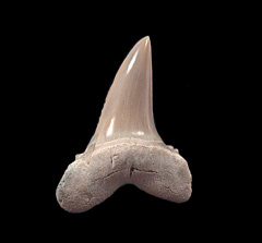 Aurora Isurus retroflexus shark tooth | Buried Treasure Fossils 