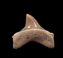 Extra Large Lee Creek Isurus retroflexus tooth for sale |Buried Treasure Fossils 