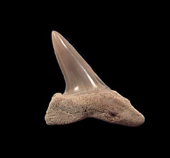 Lee Creek Isurus retroflexus tooth for sale | Buried Treasure Fossils