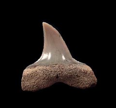 Lee Creek Longfin Mako tooth | Buried Treasure Fossils