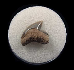 Extant Lee Creek Tiger shark tooth | Buried Treasure Fossils