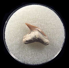 Physogaleus aduncus LC472 | Buried Treasure Fossils