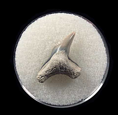 Physogaleus aduncus LC472 | Buried Treasure Fossils