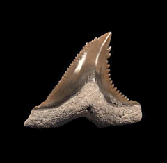 Blue Lee Creek Hemipristis tooth for sale | Buried Treasure Fossils