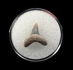 Rare LC Thresher shark tooth for sale | Buried Treasure Fossils