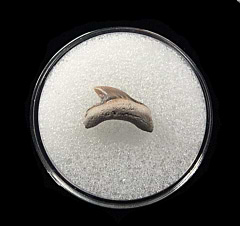 Rare LC Thresher shark tooth | Buried Treasure Fossils