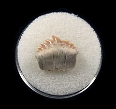 Gem Notorhynchus shark tooth for sale | Buried Treasure Fossils