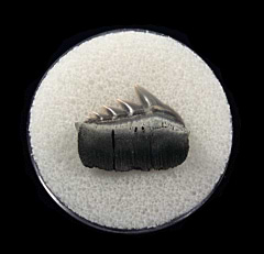 Aurora Notorhynchus shark tooth for sale | Buried Treasure Fossils