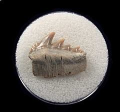 Lee Creek Notorhynchus lateral tooth for sale | Buried Treasure Fossils