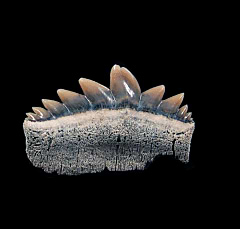 Lee Creek Hexanchus symphyseal tooth | Buried Treasure Fossils