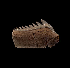 Large Lee Creek Hexanchus shark tooth | Buried Treasure Fossils