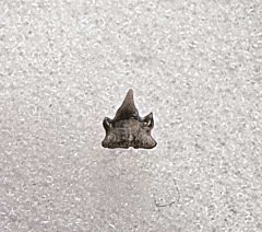 Lee Creek Cat shark tooth  | Buried Treasure Fossils