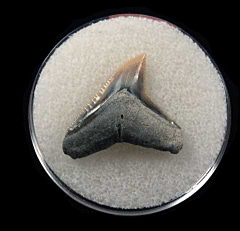 Bull shark tooth 728