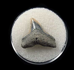 No. Carolina Bull shark tooth for sale | Buried Treasure Fossils