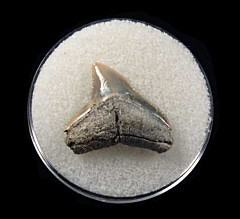 Lee Creek Bull shark tooth for sale | Buried Treasure Fossils