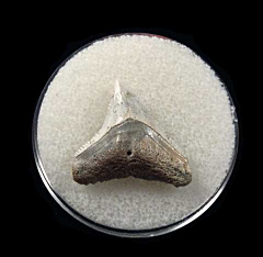 Lee Creek Carcharhinus leucas tooth for sale | Buried Treasure Fossils