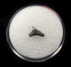 Lee Creek Alopias superciliosus shark tooth | Buried Treasure Fossils