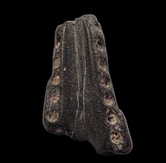 Lee Creek Dolphin mandible | Buried Treasure Fossils