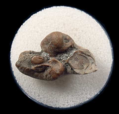 Lee Creek Dolphin ear bone| Buried Treasure Fossils