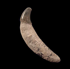 Dolphin tooth from No. Carolina | Buried Treasure Fossils