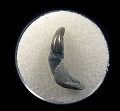 Lee Creek Dolphin tooth | Buried Treasure Fossils