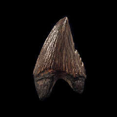 Lee Creek Squalodon molar tooth for sale| Buried Treasure Fossils