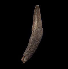 Aurora Squalodon tooth | Buried Treasure Fossils