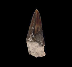 Aurora Squalodon tooth for sale | Buried Treasure Fossils