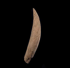 Lee Creek Physeterdae tooth | Buried Treasure Fossils