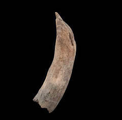 Aurora Physeterdae tooth | Buried Treasure Fossils