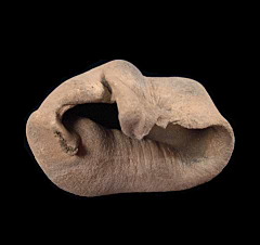 Lee Creek whale ear bone | Buried Treasure Fossils 