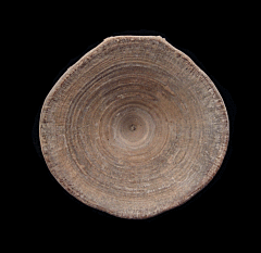 Rare Aurora Shark vertebra for sale | Buried Treasure Fossils
