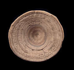 Aurora Shark vertebra for sale | Buried Treasure Fossils