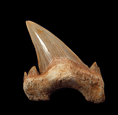 Extra large Otodus lateral tooth for sale | Buried Treasure Fossils