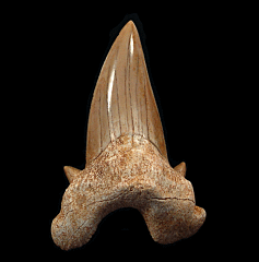 Otodus obliquus tooth | Buried Treasure Fossils