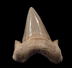 Otodus shark tooth | Buried Treasure Fossils