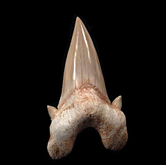 Otodus shark tooth for sale | Buried Treasure Fossils