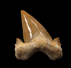 Otodus shark tooth | Buried Treasure Fossils