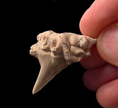 Rare pathologic Otodus shark tooth | Buried Treasure Fossils