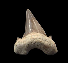 Multiple cusp Otodus tooth for sale | Buried Treasure Fossils