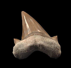 Multiple cusp Otodus tooth for sale | Buried Treasure Fossils