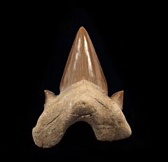 Moroccan Otodus shark tooth for sale | Buried Treasure Fossils