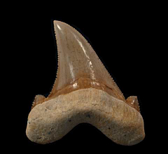 Rare Otodus sokolovi tooth from Morocco | Buried Treasure Fossils