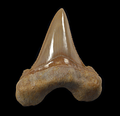 Moroccan Otodus auriculatus tooth | Buried Treasure Fossils