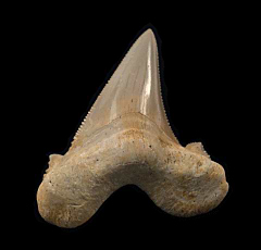 Moroccan Otodus auriculatus tooth | Buried Treasure Fossils