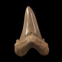 Rare Moroccan Otodus auriculatus tooth | Buried Treasure Fossils