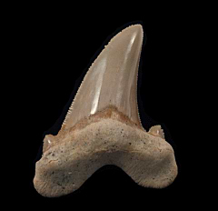 Rare Moroccan Otodus auriculatus tooth | Buried Treasure Fossils